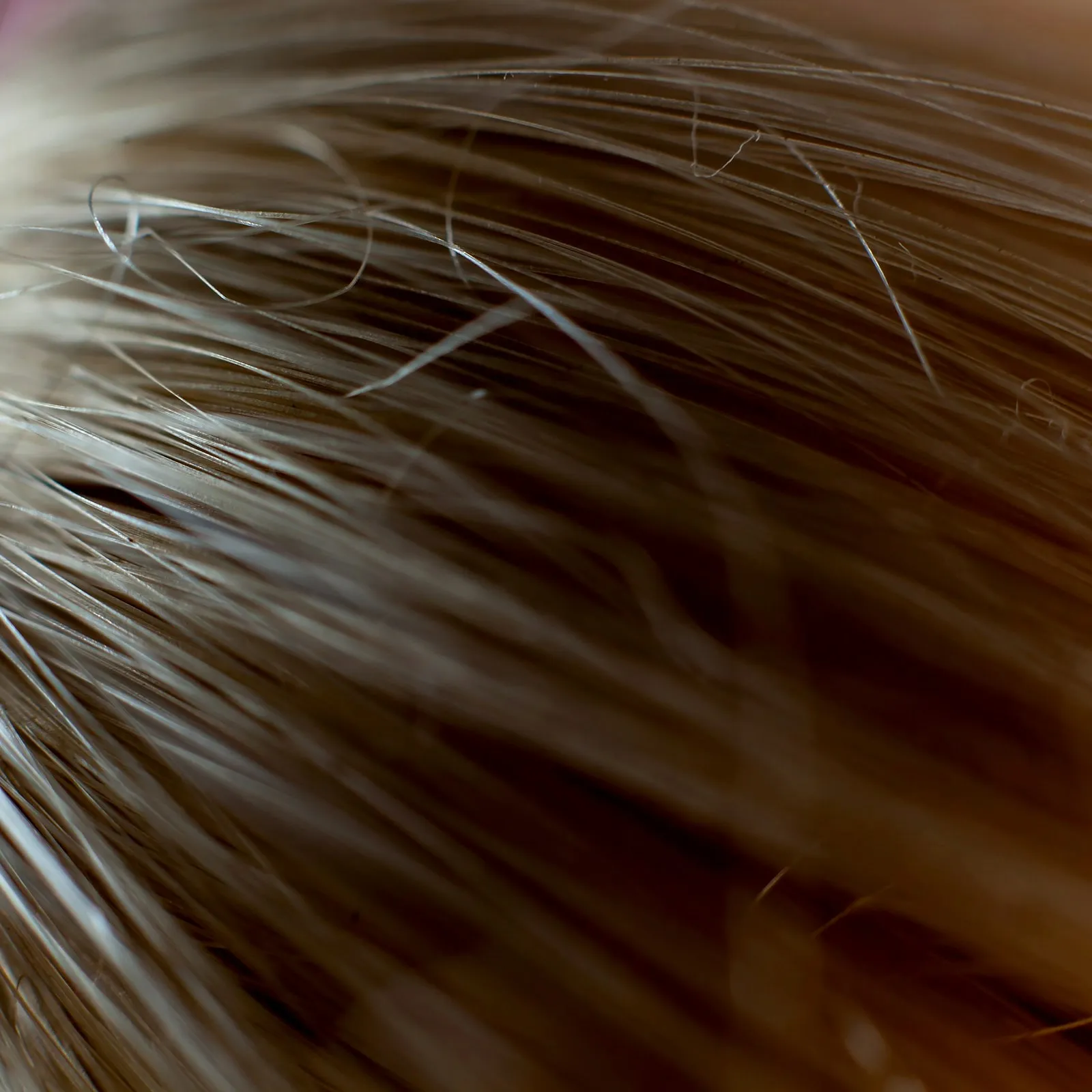 Macro fotográfico de fibra capilar masculina mostrando la textura y el detalle de las hebras.